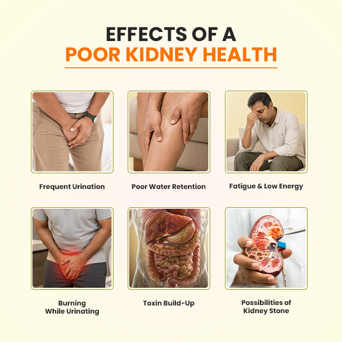 Kidney Care | Ayurvedic Kidney Support